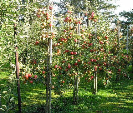 Obstgarten