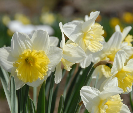 Narcissus ‘Ice Follies’