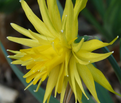 Narcissus ‘Rip van Winkle’