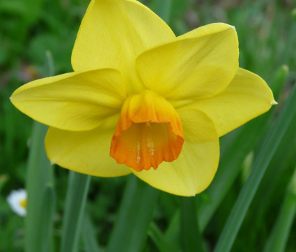 Narcissus ‘Shining Light’