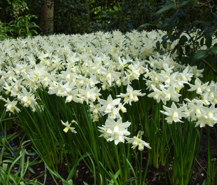 Narcissus ‘Toto’