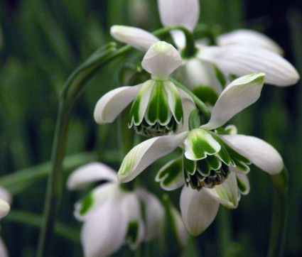 Galanthus nivalis ‘Hippolyta’