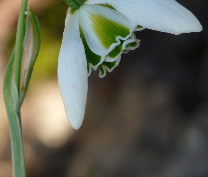 Galanthus nivalis ‘Viridapice’