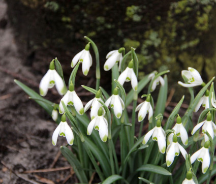 Galanthus nivalis ‘Viridapice’