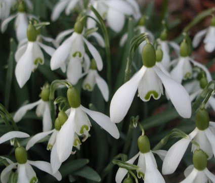 Galanthus nivalis