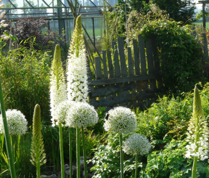 Eremurus himalaicus mit weißem Zier-Lauch…