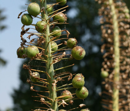 …mit Samenkugeln…