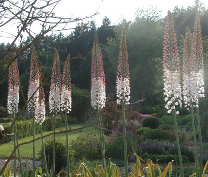 Eremurus robustus erblüht…