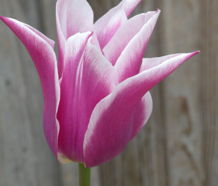 Tulipa ‘Ballade’