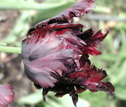 Tulipa ‘Black Parrot’