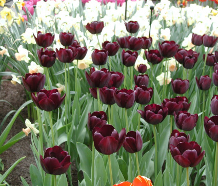 Tulipa ‘Queen of Night’