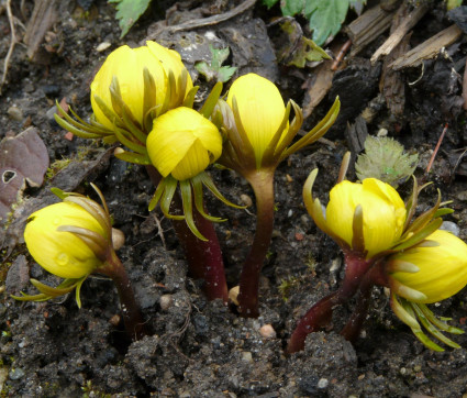 Eranthis cilicica – knospig…