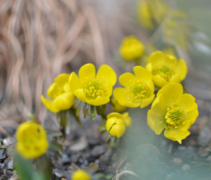 …in Vollblüte…