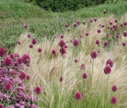 Allium sphaerocephalon