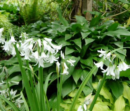 Allium triquetrum