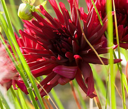 Dahlia 'Nuit d’Été'