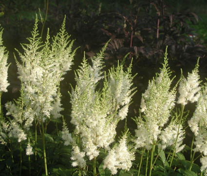 Astilbe Arendsii-Hybride 'Brautschleier'