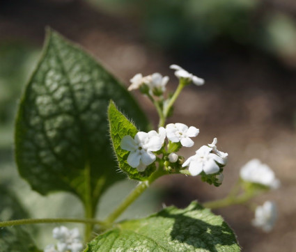 Brunnera macrophylla 'Mr. Morse' ®