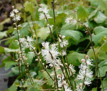 Cimicifuga japonica 'Cheju-do' 