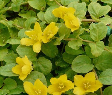 Lysimachia nummularia 'Aurea'