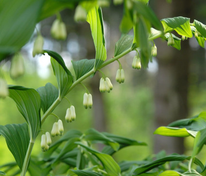 Polygonatum Hybride 'Weihenstephan'