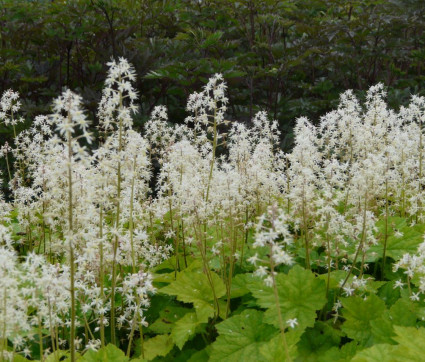 Tiarella cordifolia