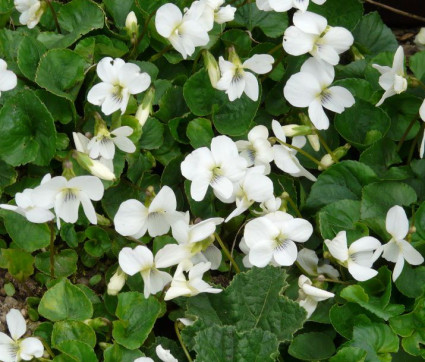 Viola sororia 'Albiflora'