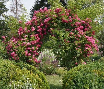 Rosa 'Maria Lisa'