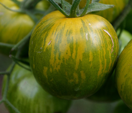 'Green Zebra' Tomaten