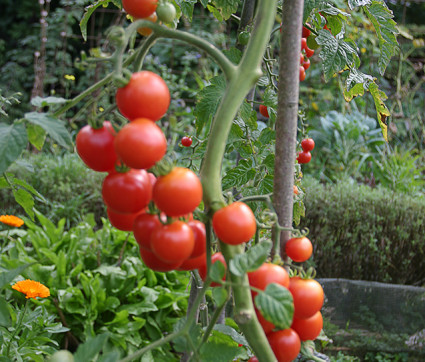 Humboldtii Tomaten