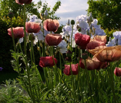 Papaver orientale ‘Patty’s Plum’