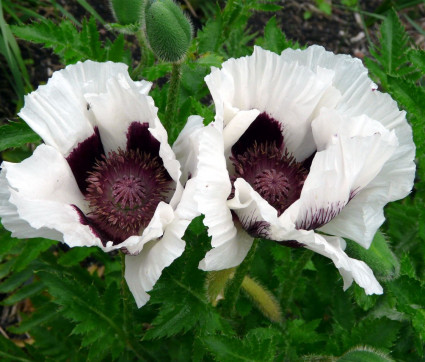 Papaver orientale 'Black and White'