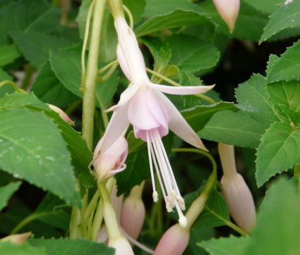 Fuchsia Hybride 'Whiteknight's Pearl'