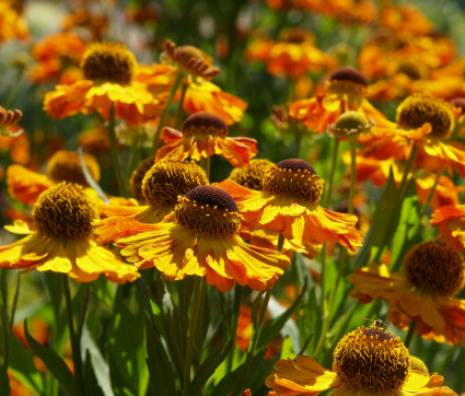 Helenium Hybride 'Can Can'