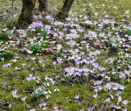 Krokus-Schneeglöckchen-Wiese