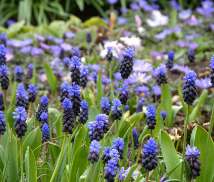 Traubenhyazinthe mit Balkan-Anemonen im Hintergrund