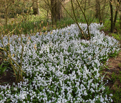 Kaukasicher Blaustern