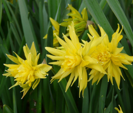 Narcissus 'Rip van Winkle'