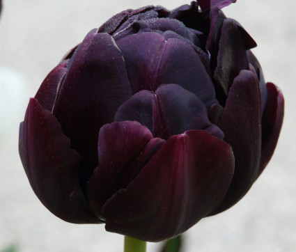 Tulipa 'Black Hero'