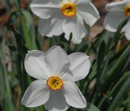 Narcissus poeticus var recurvus