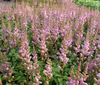 Astilbe Chinensis-Hybride 'Christian'