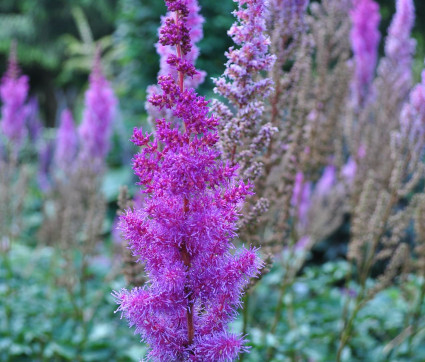 Astilbe chinensis var. pumila