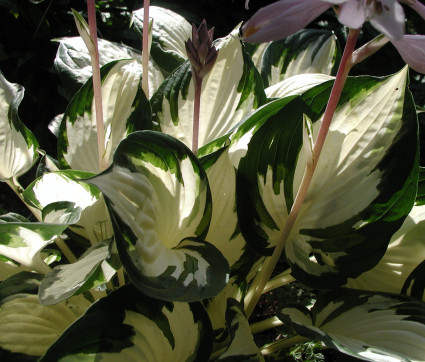 Hosta Hybride 'Fire and Ice'