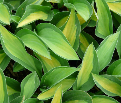 Hosta Hybride 'Gypsy Rose'