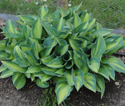 Hosta Hybride 'June'