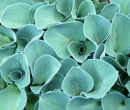 Hosta Hybride 'Blue Mouse Ears'