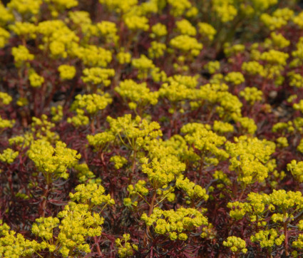 Euphorbia cyparissias 'Fens Ruby'