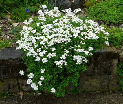 Iberis sempervirens 'Appen Etz'