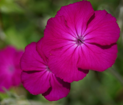 Lychnis coronaria