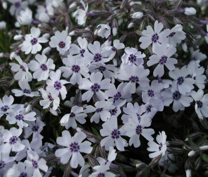 Phlox subulata 'Bavaria'